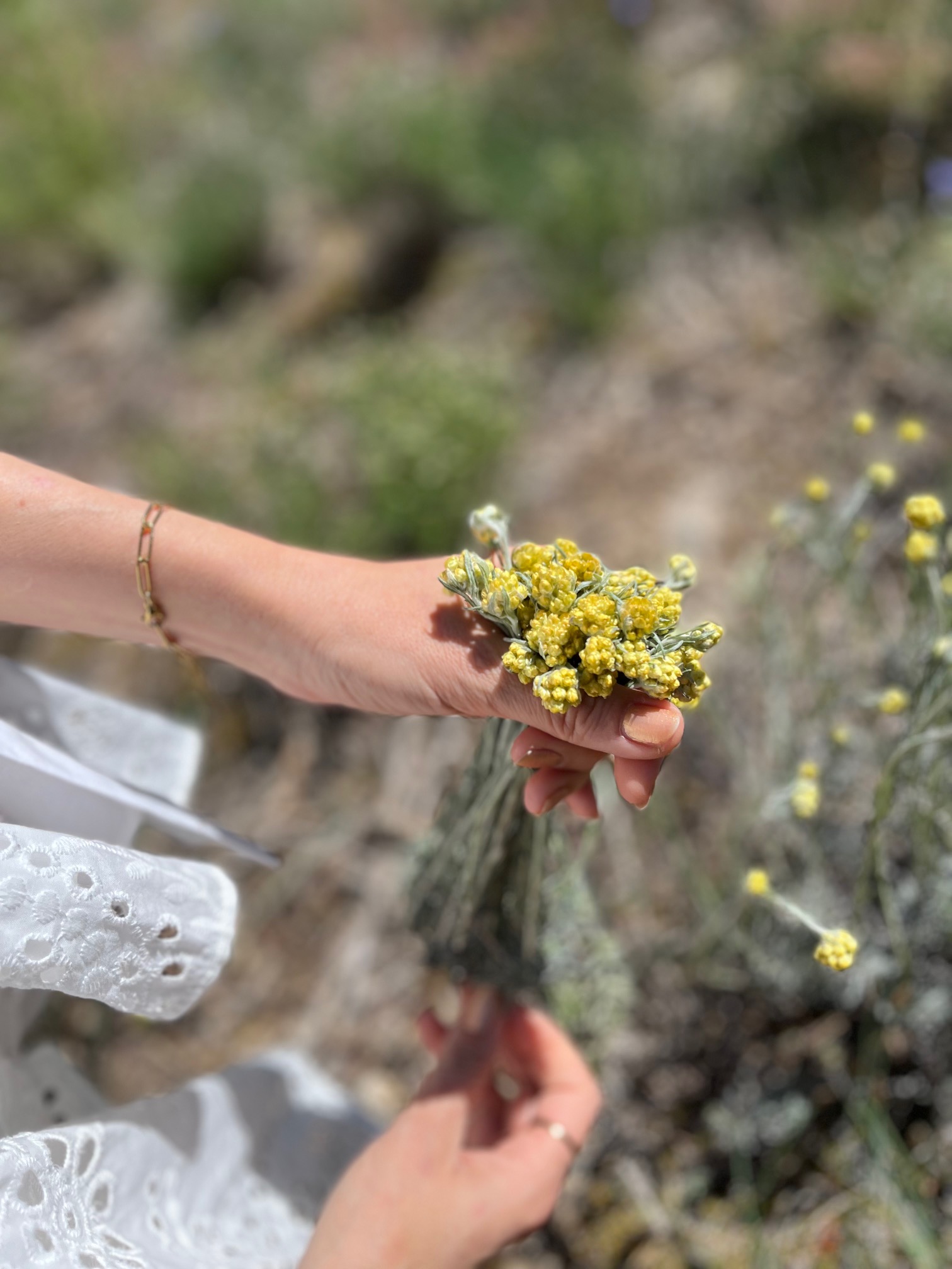 Récolte d'immortelles dans le Var pour teinture végétale