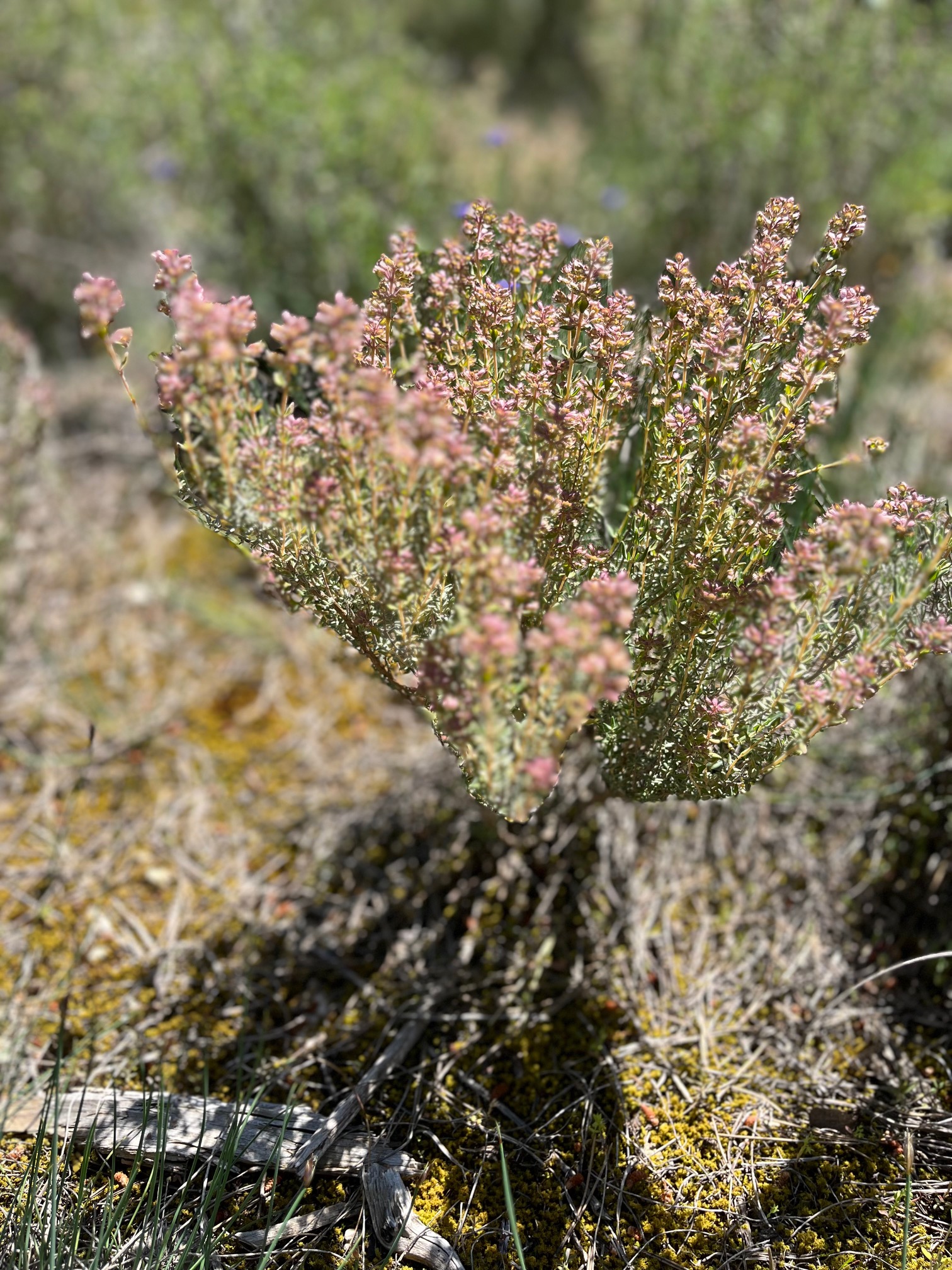 Thym sauvage en garrigue pour teinture naturelle